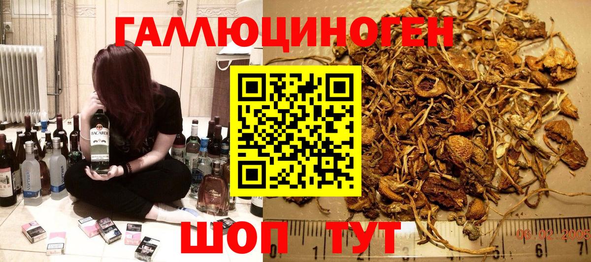 Псилоцибиновые грибы Cubensis Гуково